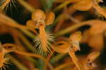 Yellow fringed orchid